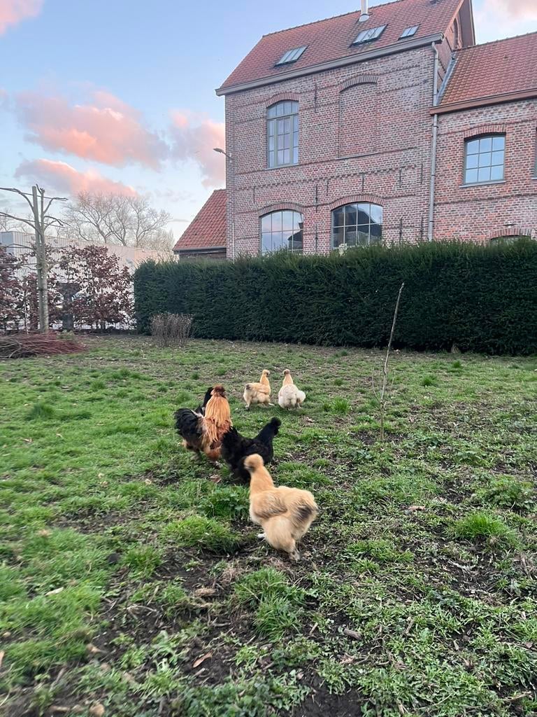 Broedeieren zijdehoenders, Dieren en Toebehoren, Geslacht onbekend