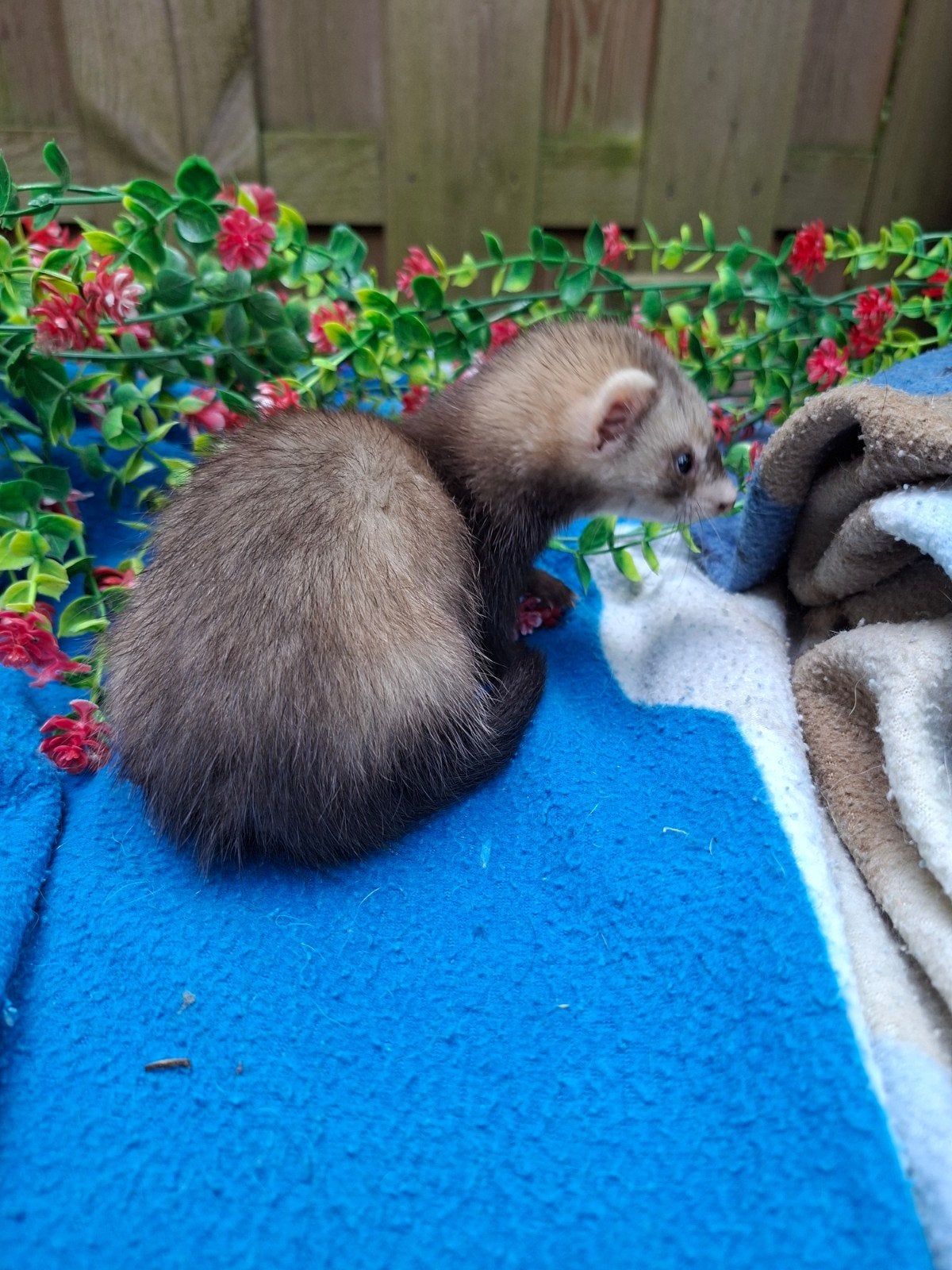 Chiot furet âgé de 9 semaines, Mai, Mâle