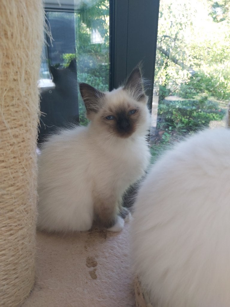 Kittens Heilige Birmaan, Chat, Avec puce électronique, 0 à 2 ans