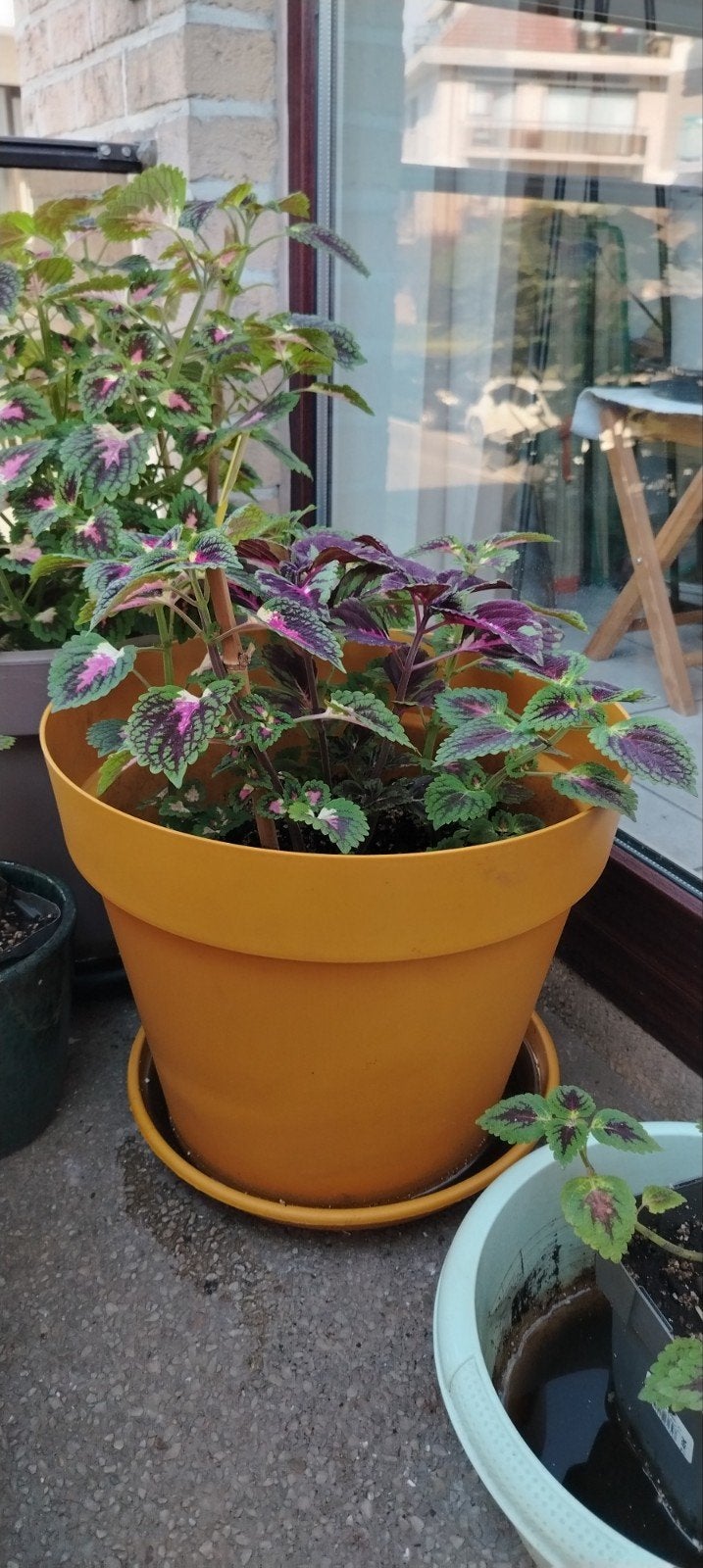 Plantes - boutures _ jeunes Coleus en pot., Jardin & Terrasse, Enlèvement ou Envoi, Mi-ombre