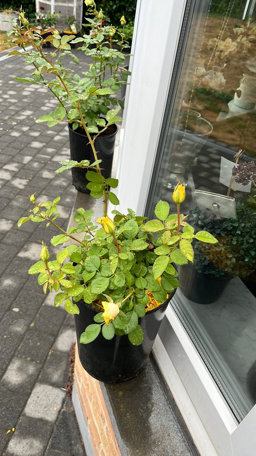 Miniatuur roosjes., Ophalen, Overige soorten, Struik, Minder dan 100 cm