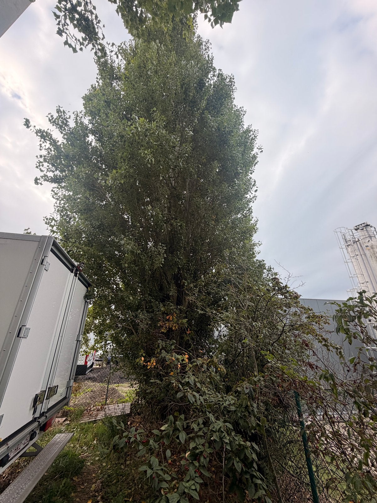 GRATIS AF TE HALEN – 2 GROTE BOMEN – BRUGGE (PATHOEKEWEG), Ophalen