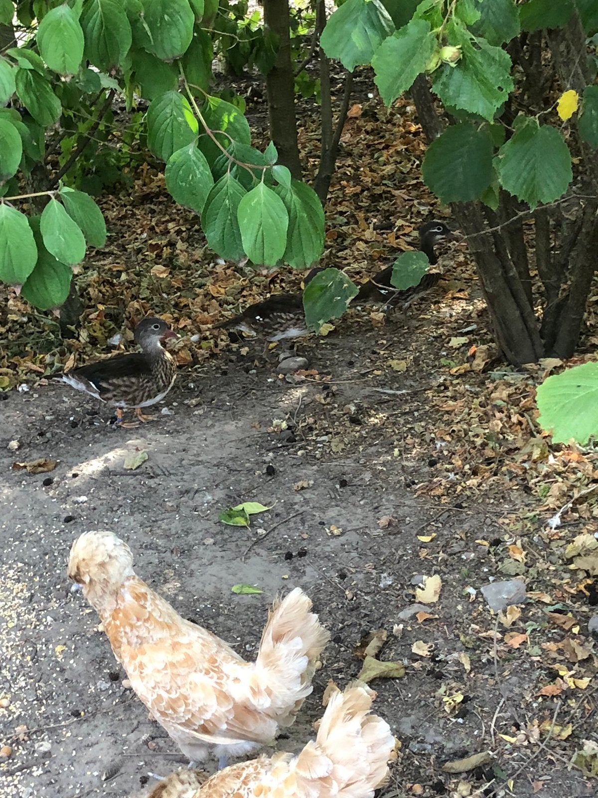 Mandarijn eenden, Dieren en Toebehoren, Vrouwelijk, Eend