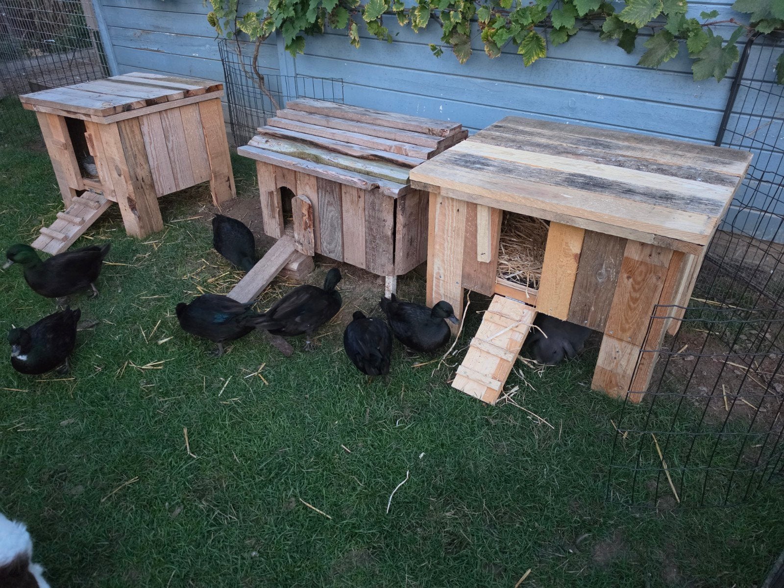 Duck House Rabbit House Poulailler Niche Pour Chiens, Enlèvement