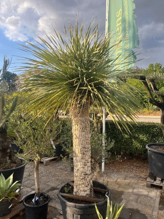 Yucca rostrata (palmlelie) - sierlijke blauwe yucca, Bloeit niet, Ophalen of Verzenden, 100 tot 250 cm, Palmboom
