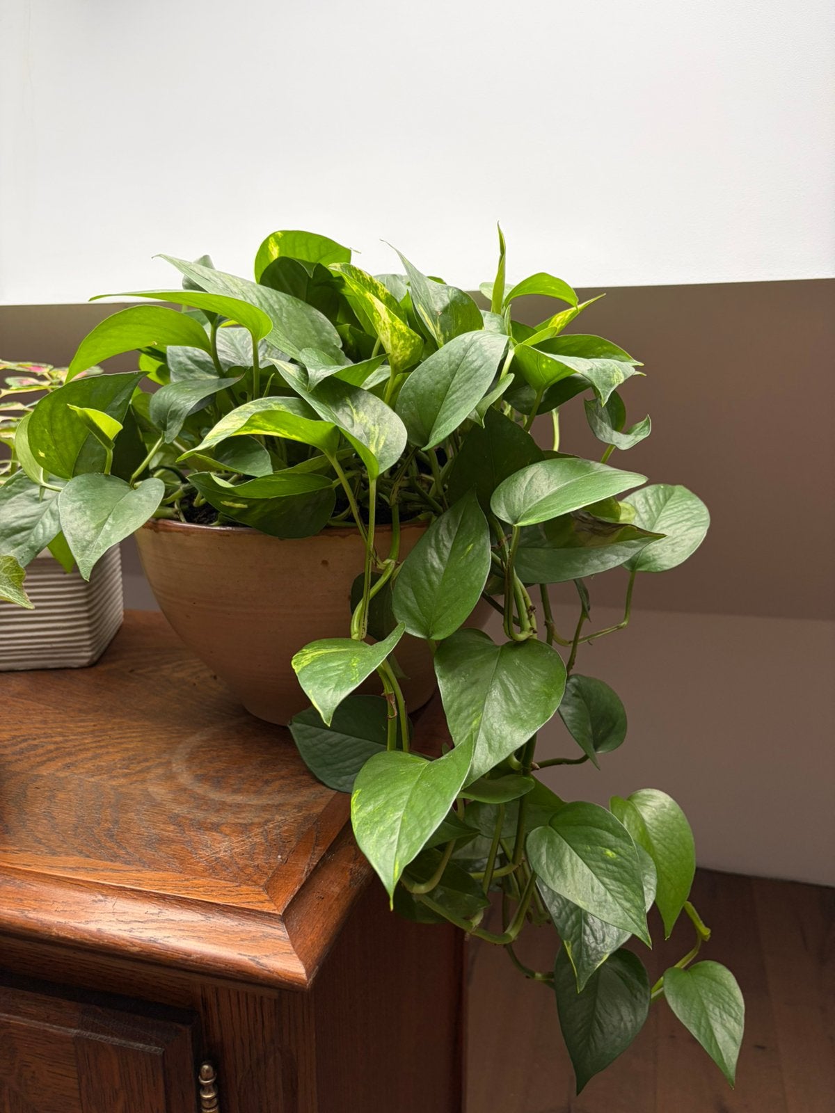 Golden Pothos stekken | Makkelijk & geworteld, Ophalen, 200 cm of meer, Overige soorten, Volle zon
