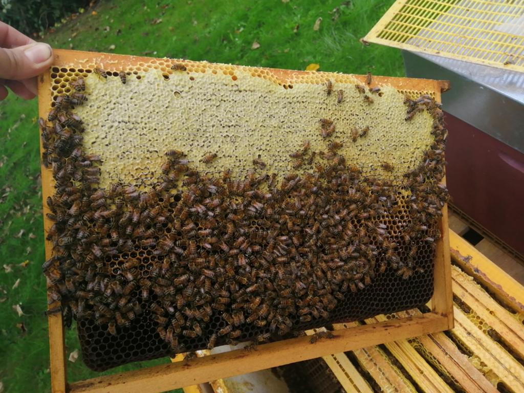Essaims sur 5 cadres colonies buckfast, Animaux & Accessoires, Insectes & Araignées