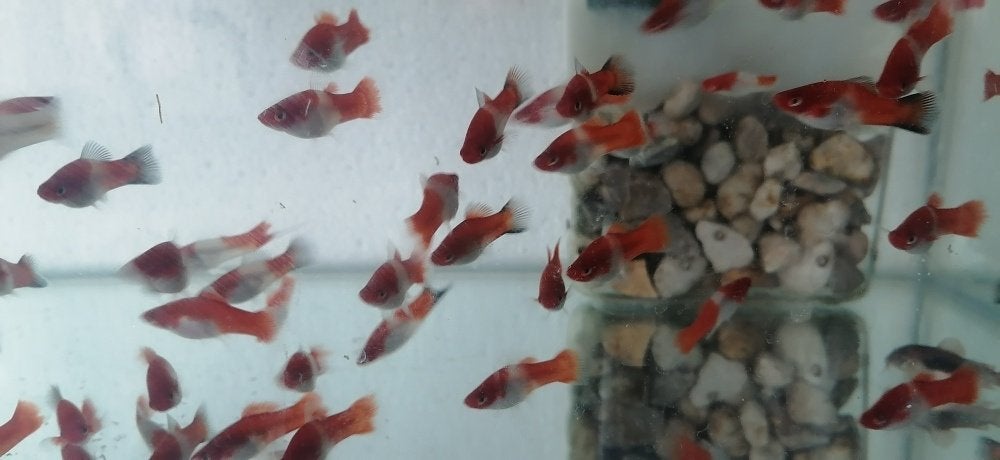 platys , zwaarddragers , guppys , black molly, scalares, Dieren en Toebehoren, Vis, Zoetwatervis, Schoolvis