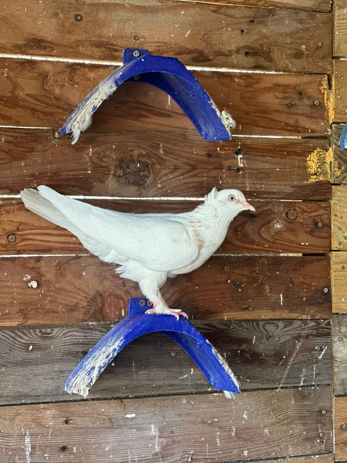 witte takla met kuif, Dieren en Toebehoren, Vrouwelijk, Tuimelaar of Roller