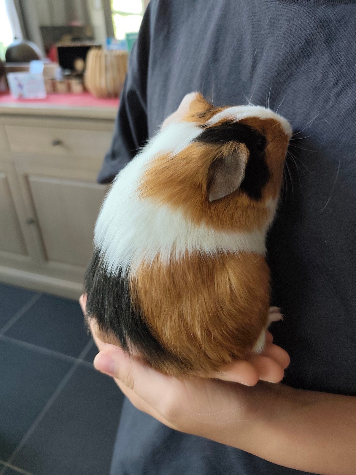 Cavia, Mai, Cobaye