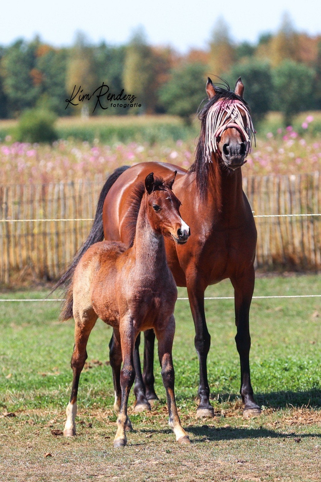 Heel lief merrie veulen Welsh Partbred bruinroan, Avec pedigree, Moins de 160 cm, 0 à 2 ans, Cheval de récréation
