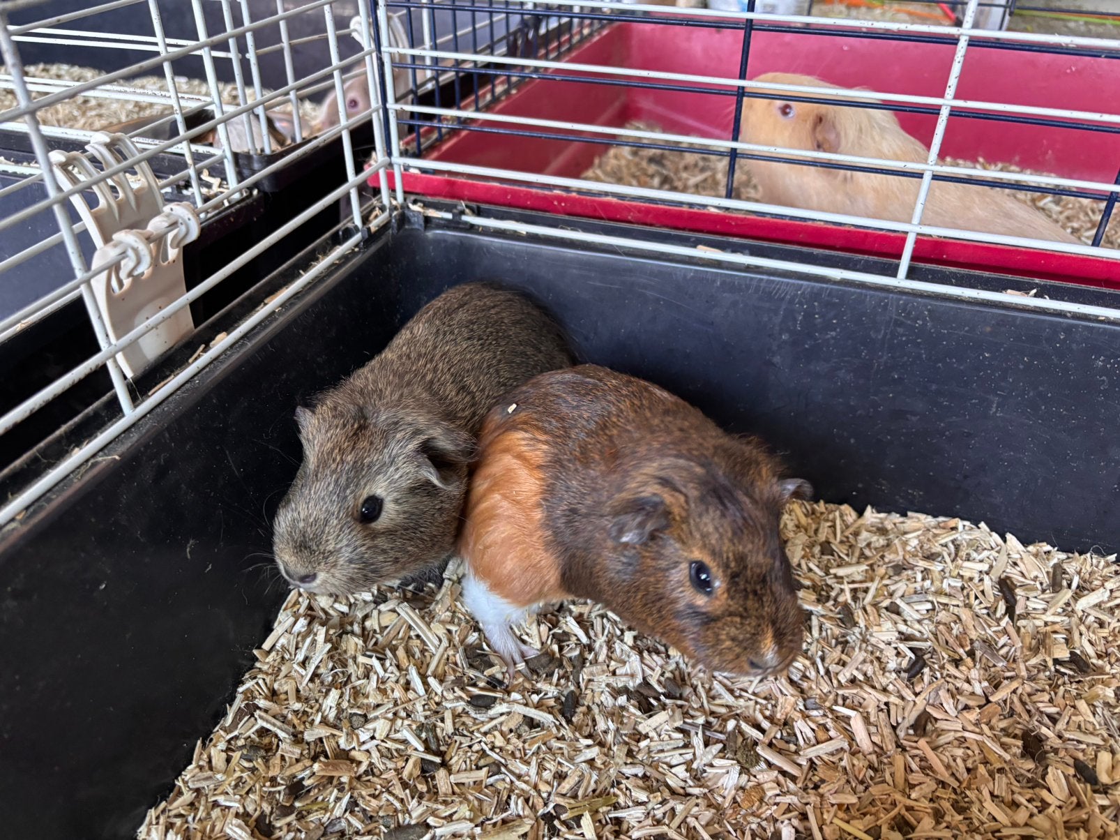 2 cavia zusjes, Juli, Vrouwelijk, Cavia