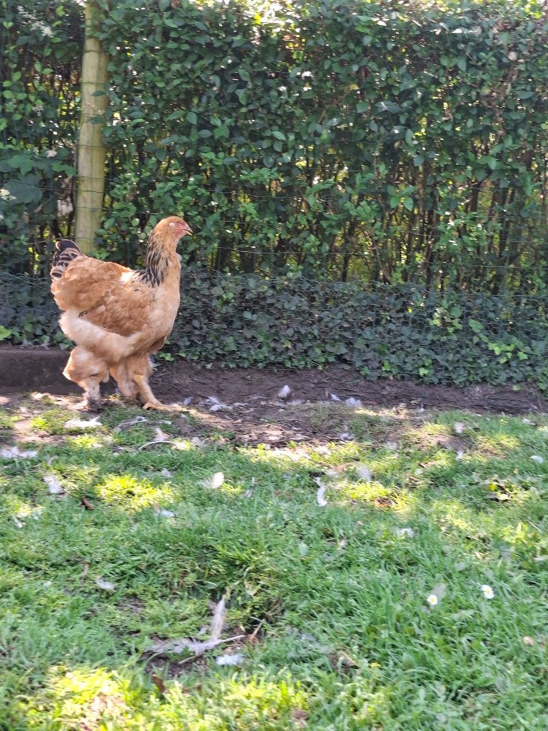 Brahma buff-zwart hennen & hanen, Dieren en Toebehoren, Meerdere dieren, Kip