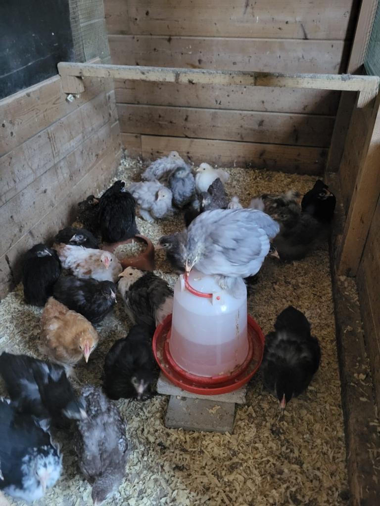 Kuikens, hennetjes cochin kriel beschikbaar., Dieren en Toebehoren