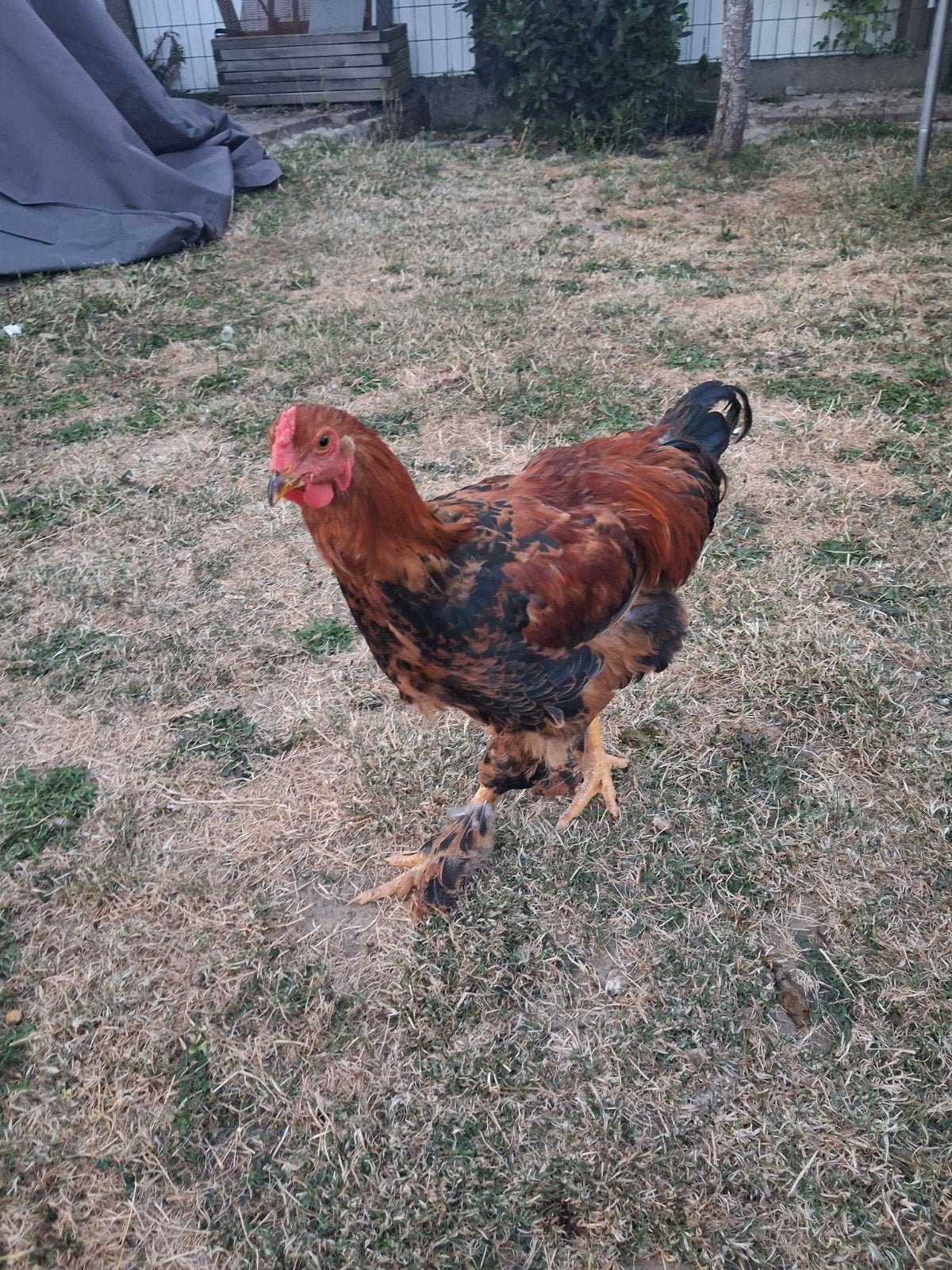 Magnifique coq Brahma, Animaux & Accessoires