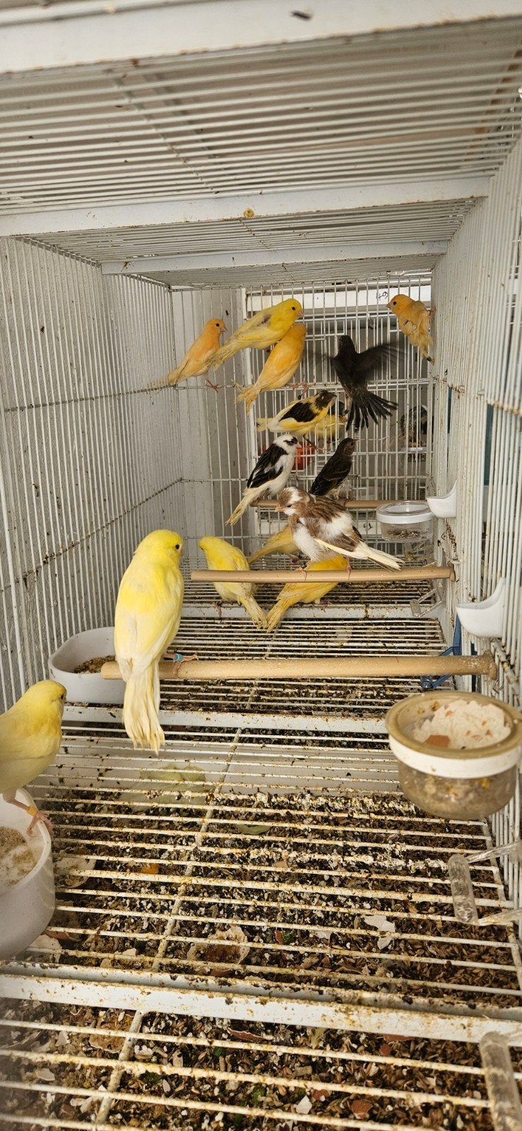 Kanaries, Animaux & Accessoires, Oiseaux | Canaris, Plusieurs animaux, Canari de couleur