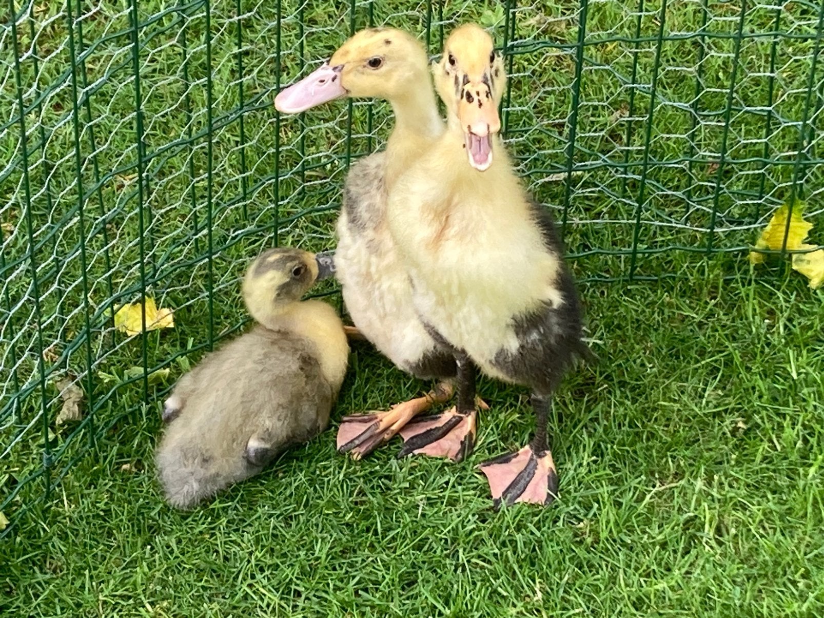Indische loopeenden, Dieren en Toebehoren, Pluimvee