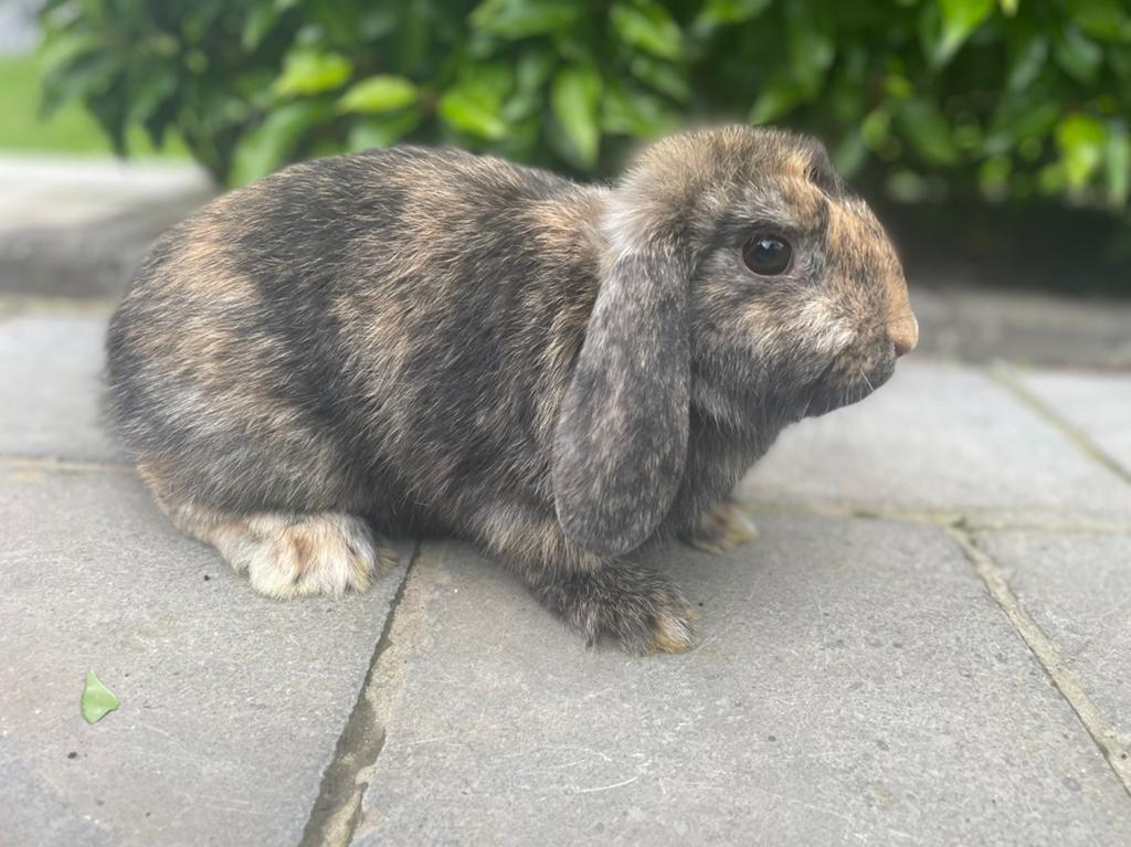 Minilop konijntje, Animaux & Accessoires, Lapins