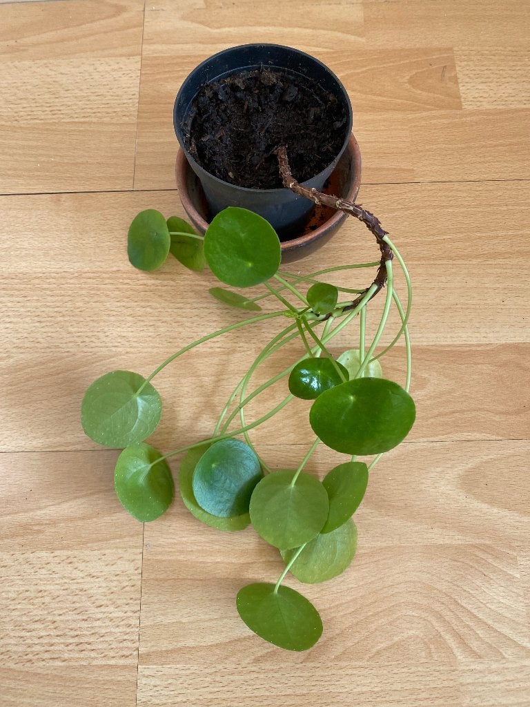 Plante pilea peperomioides, Maison & Meubles, Plante verte, Enlèvement, En pot, Moins de 100 cm