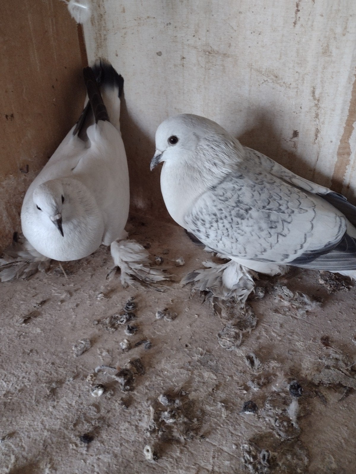 Vedervoetige ijs duiven, Dieren en Toebehoren, Meerdere dieren, Overige soorten