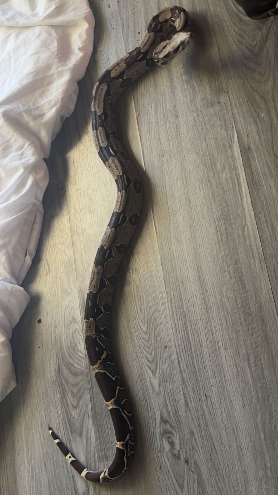 boa constrictor constrictor Guyana f1