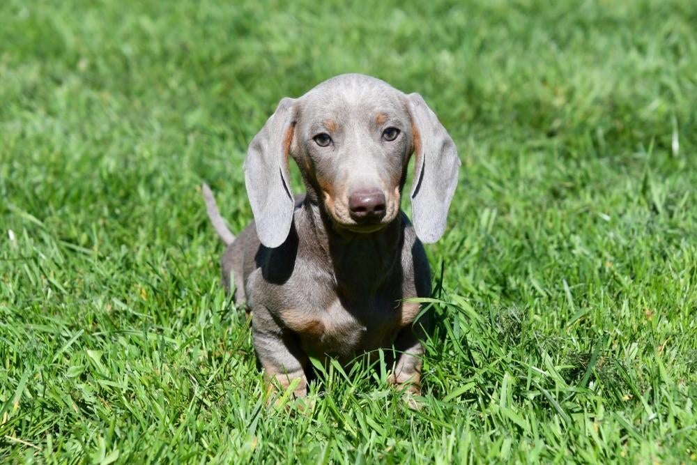 Kortharige Teckel pups te koop, 15 weken tot 1 jaar, Dwerg, Parvo, Meerdere