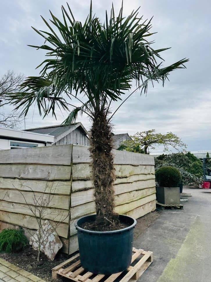 Grote Trachycarpus Fortunei | Dikke stam | Luxe uitstraling, Ophalen of Verzenden