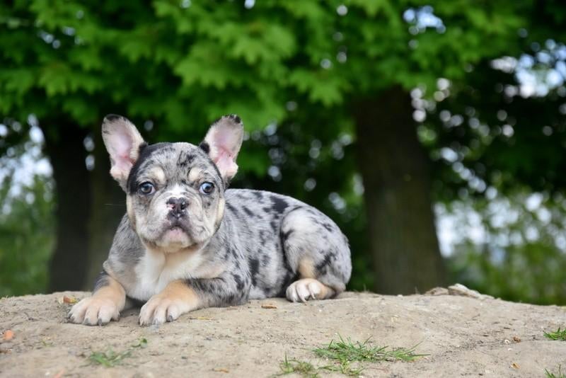 Prachtige Blue Merle Tan Franse Bulldog pup, Dieren en Toebehoren, Parvo, België, Reu, 8 tot 15 weken