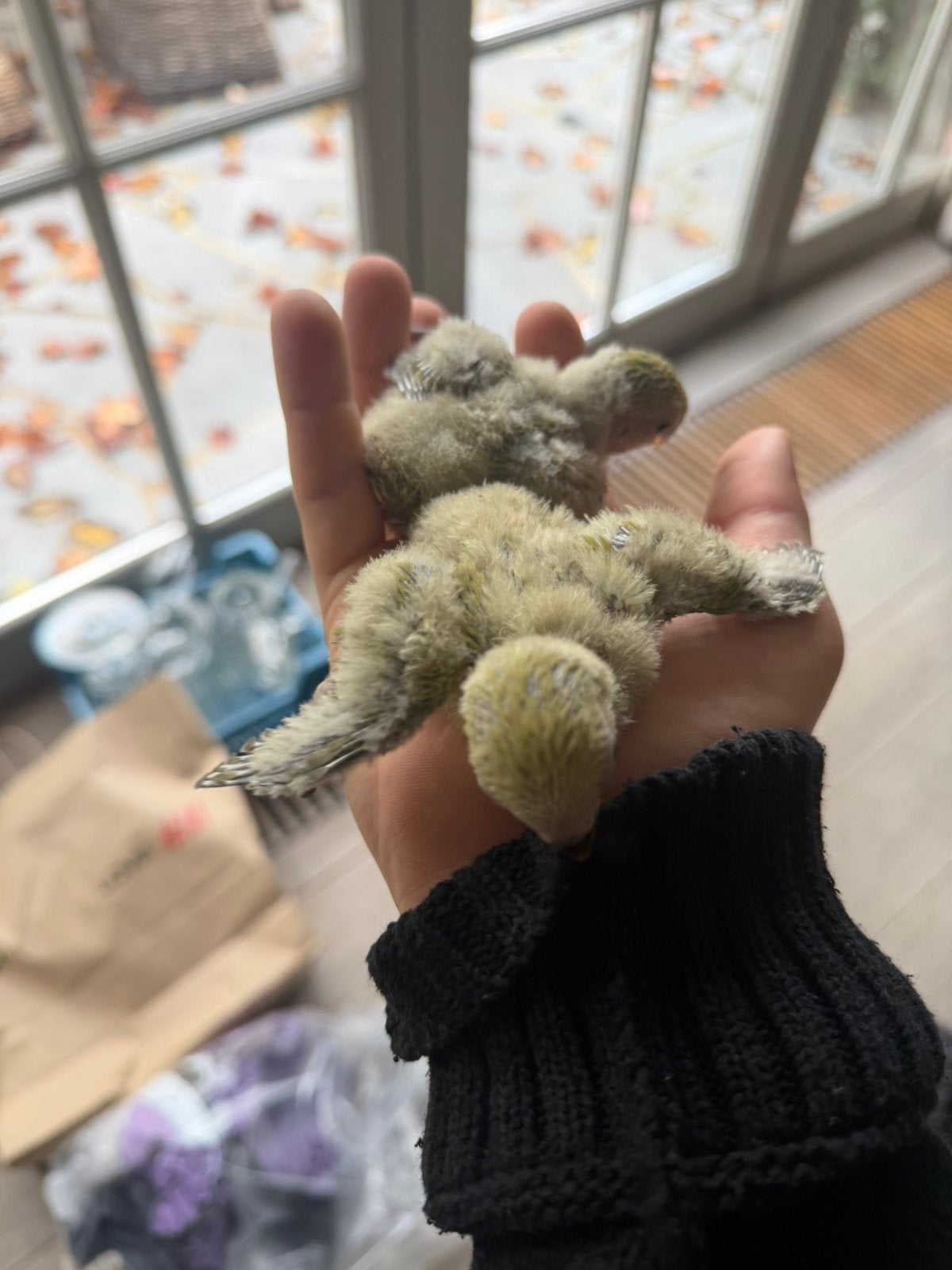 Baby dwergpapegaaien, Animaux & Accessoires, Sexe inconnu, Perroquet nain ou Inséparable, Domestique