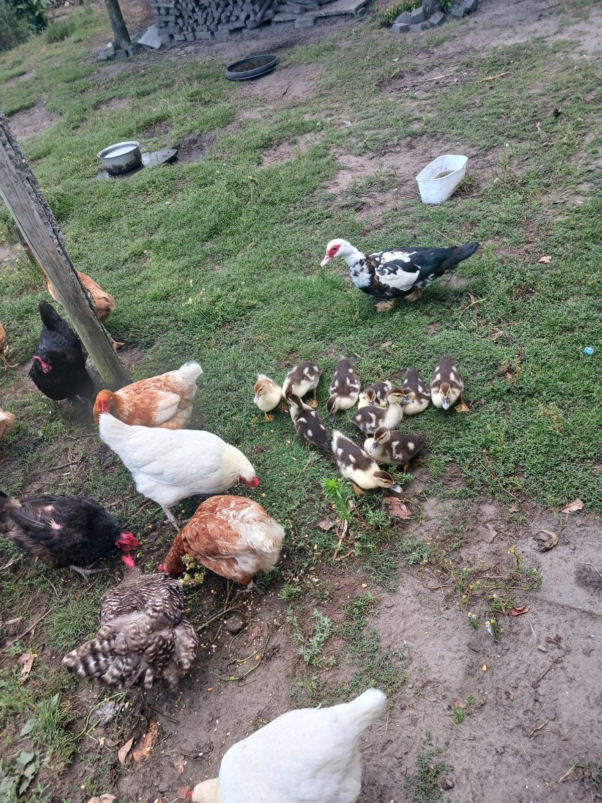 Jonge barberie eenden., Dieren en Toebehoren, Pluimvee