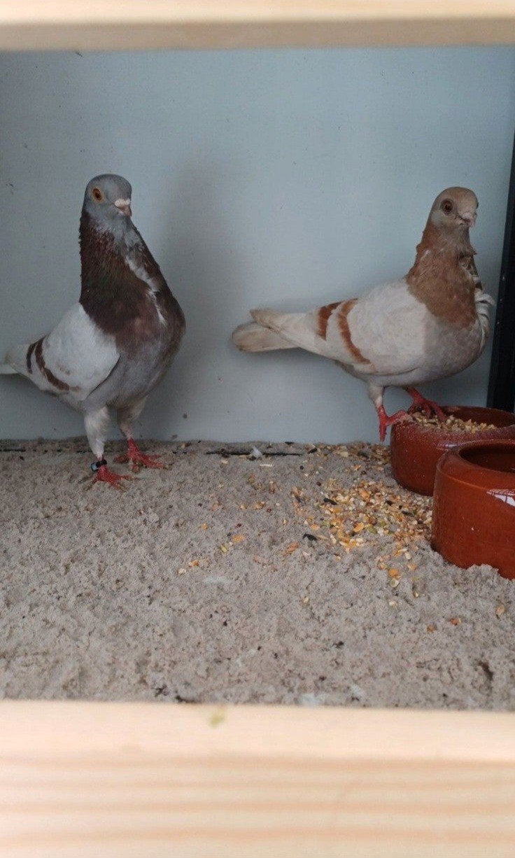 Sierduiven Figurita Valencia met pieper., Dieren en Toebehoren