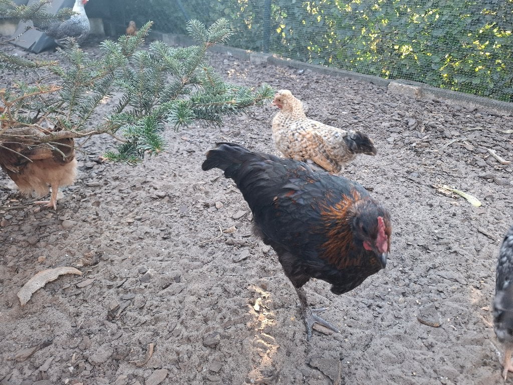 Haan Marans, Dieren en Toebehoren, Mannelijk, Kip