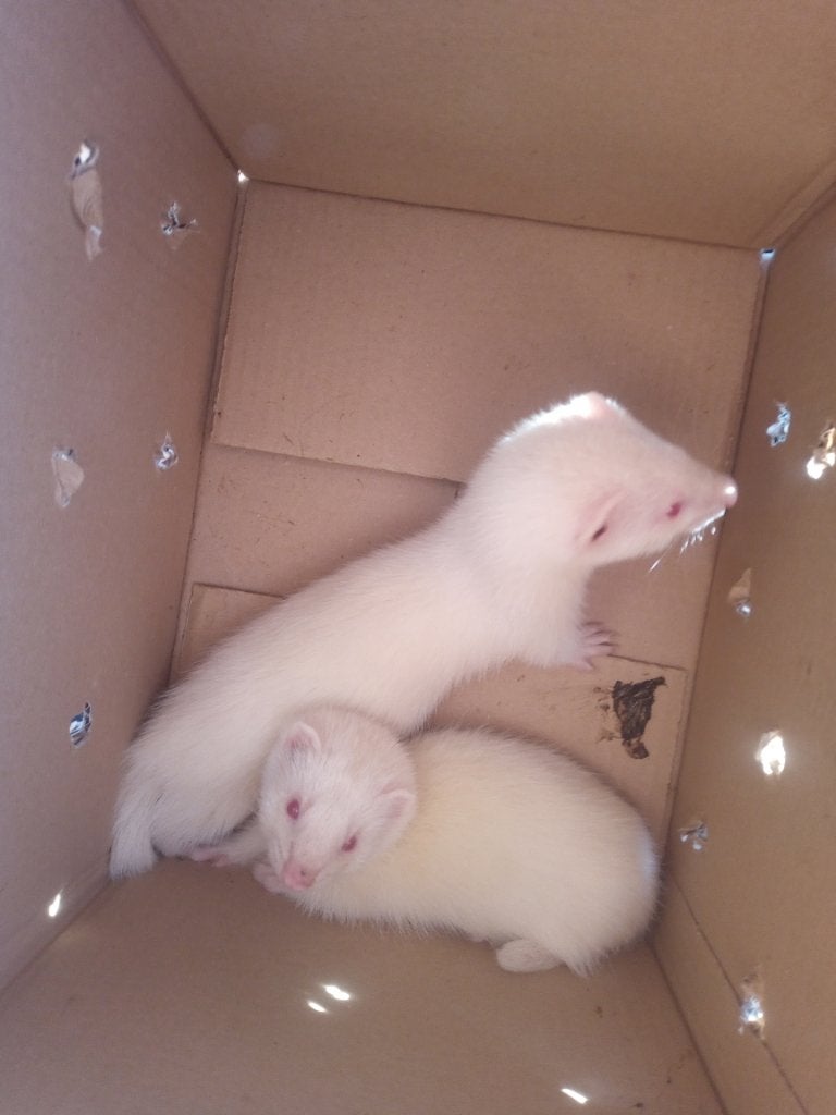 2 fretjes, Fret, Juni, Vrouwelijk, Tam
