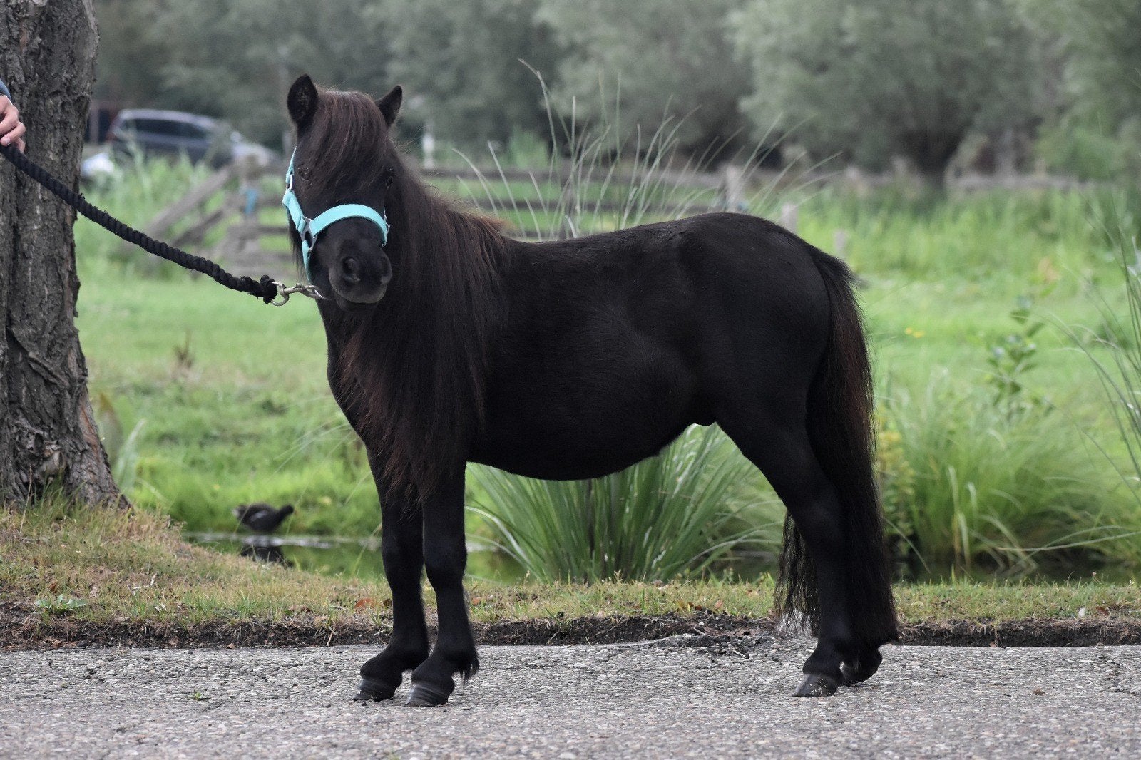 **SCHATTIGE & LIEVE 2 JARIGE SHETLANDER RUIN**, Dieren en Toebehoren, Pony's, Ruin, 0 tot 2 jaar, A pony (tot 1.17m), Gechipt