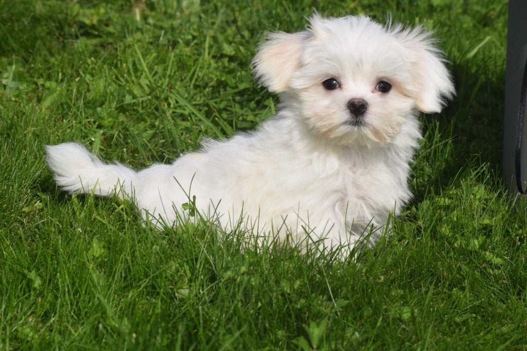 Chiots maltais : nouveau nid disponible, 15 semaines à 1 an, Plusieurs animaux, Bichon maltais, Éleveur | Professionnel