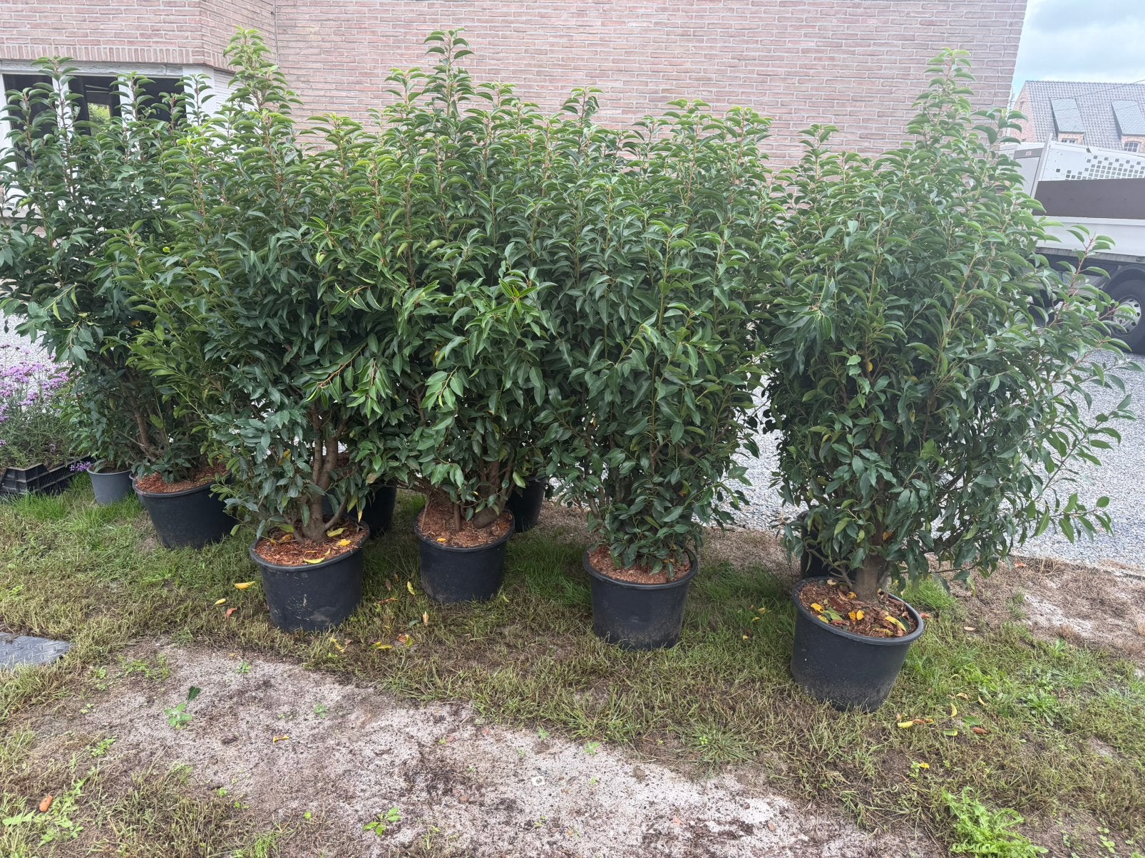 9 x Prunus lusitanica / Portugese laurier 125 / 150 in  pot, Ophalen, Laurier, Struik, 100 tot 250 cm