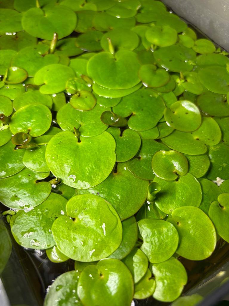 Amazonian Frogbits/Kikkerbeet drijfplant, Dieren en Toebehoren, Vissen | Aquaria en Toebehoren, Zo goed als nieuw, Plant(en), Steen of Hout