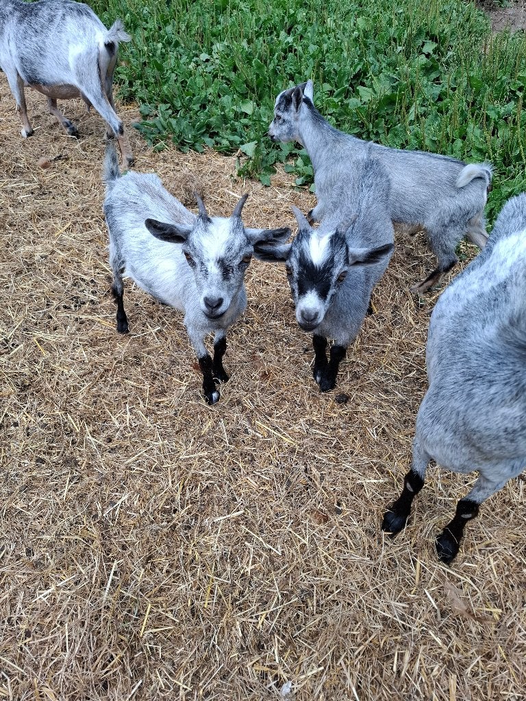 Dwerggeit, Dieren en Toebehoren, Vrouwelijk, Geit, 0 tot 2 jaar
