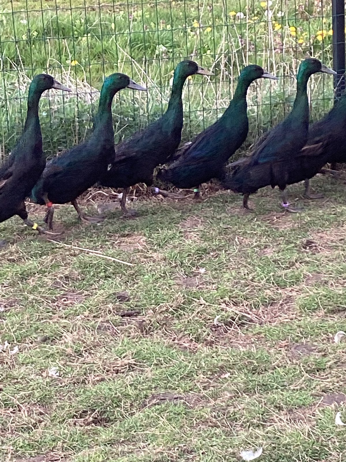 Loopeenden, Dieren en Toebehoren, Pluimvee, Meerdere dieren, Eend