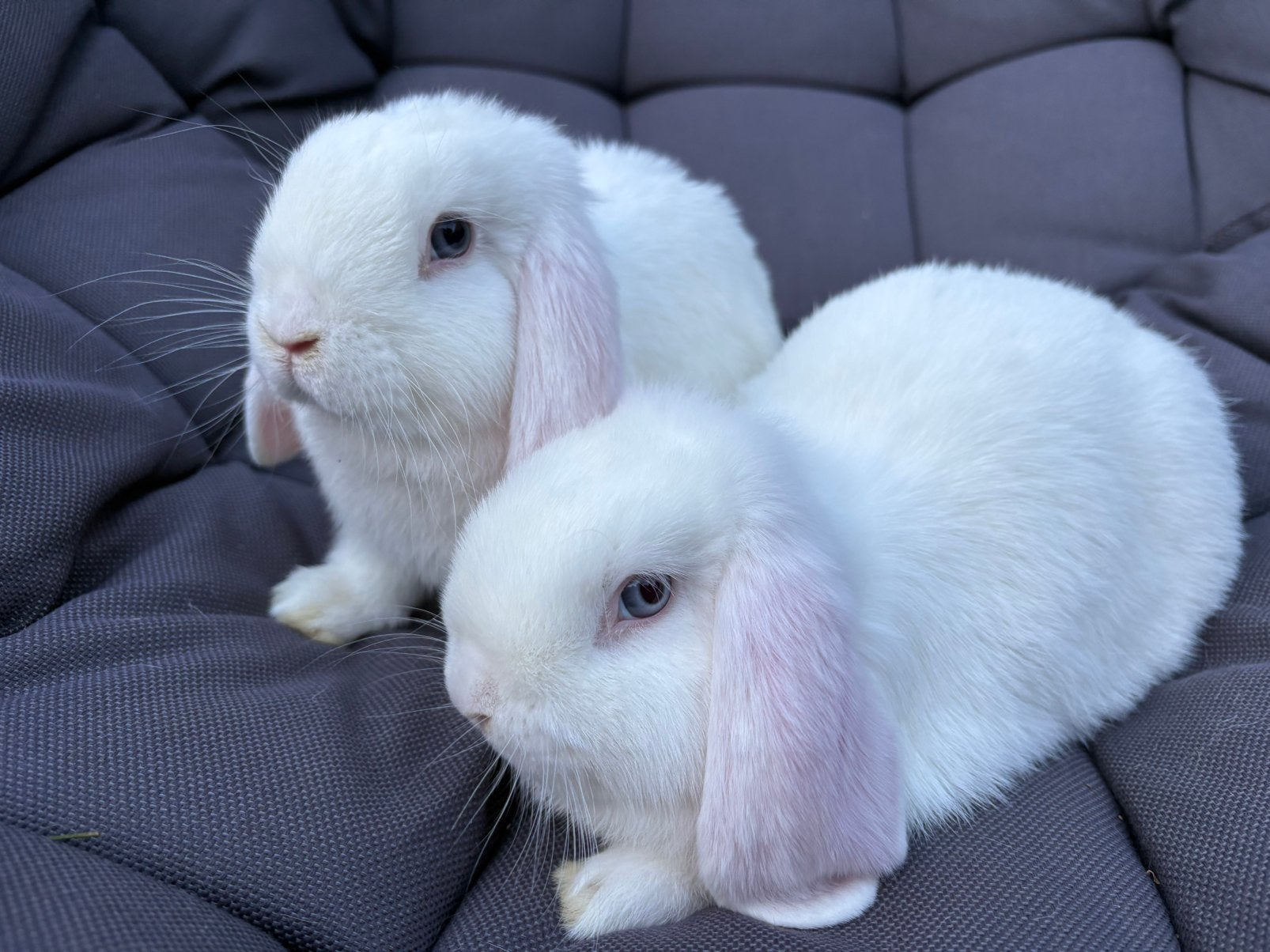 Nhd konijnen ram, Dieren en Toebehoren, Konijnen