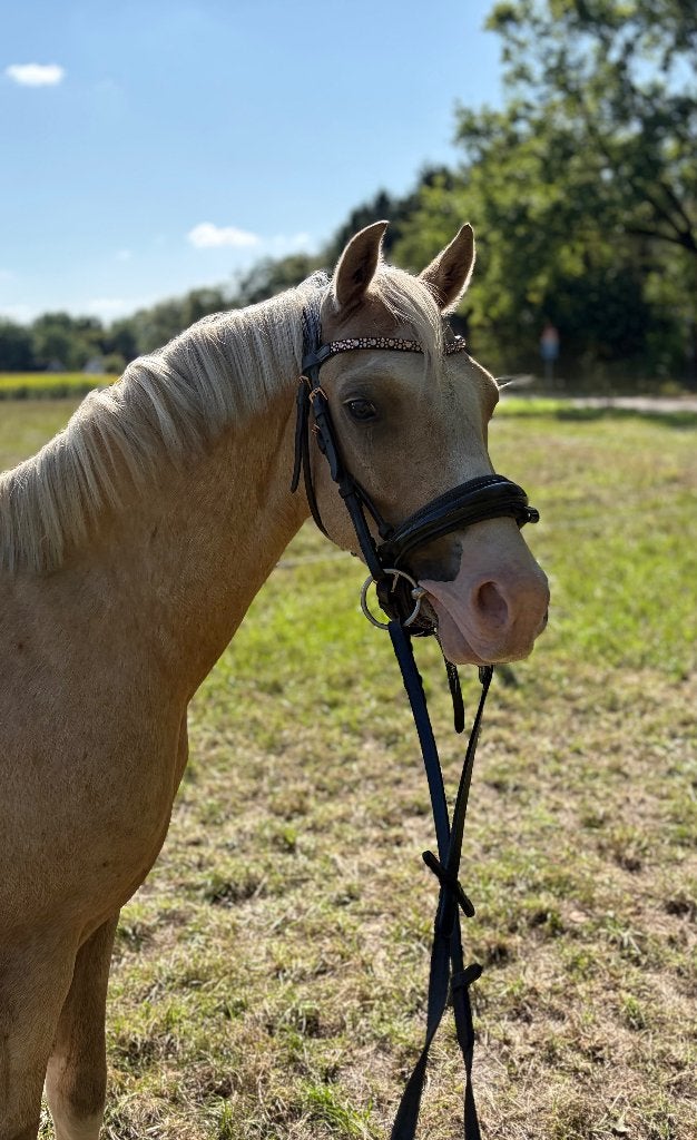 Poney gallois Palomino brun c de 30 ans, Animaux & Accessoires, Poney C (1.27 m à 1.37m), Débourré, 3 à 6 ans, Hongre