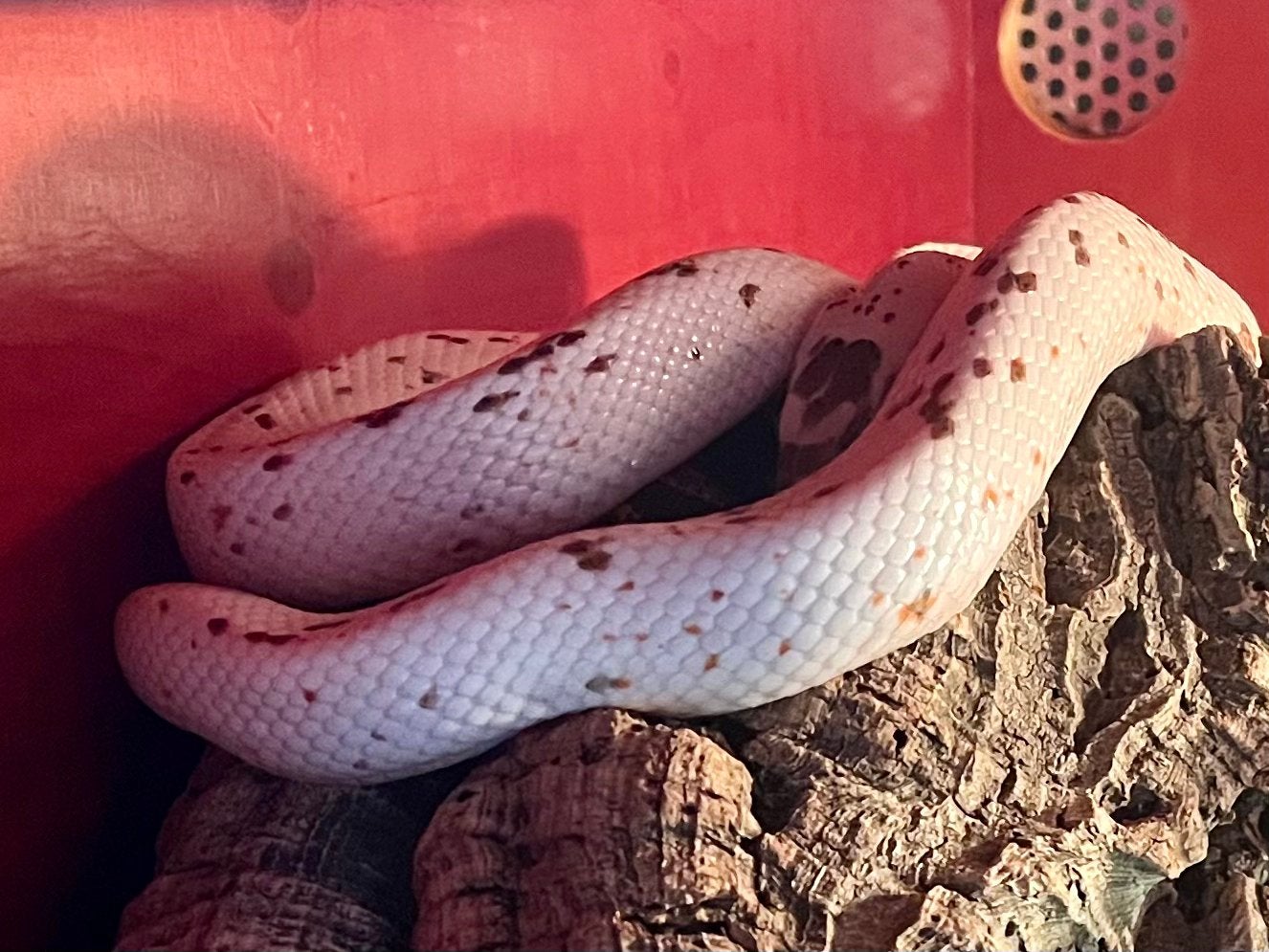 1.1 guttatus caramel / palmetto