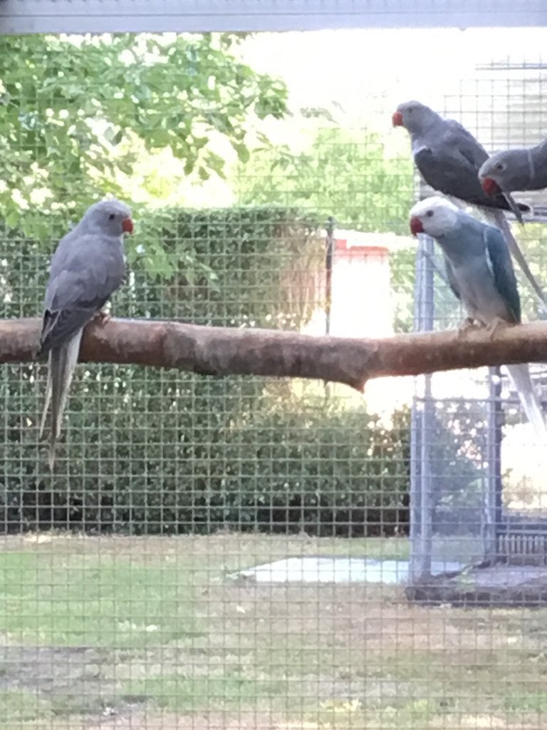 Halsbanden, Dieren en Toebehoren, Meerdere dieren, Parkiet, Geringd