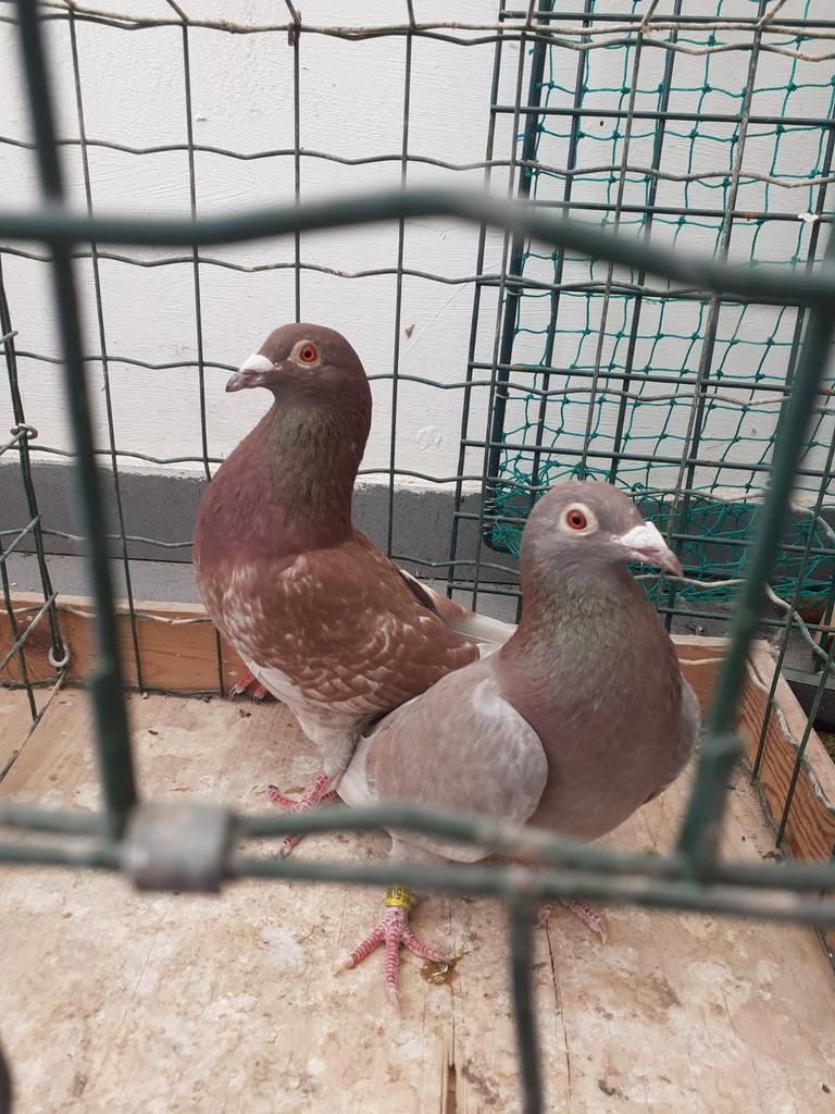Kleurpost duiven Koppel 40 euro voor het koppel, Dieren en Toebehoren, Vogels | Duiven