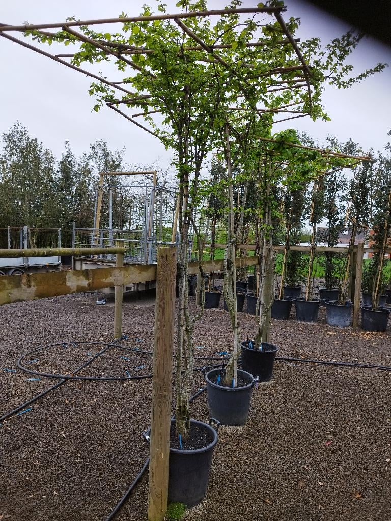 DAKBOMEN PARASOLBOMEN VOOR TUIN, Tuin en Terras, Ophalen