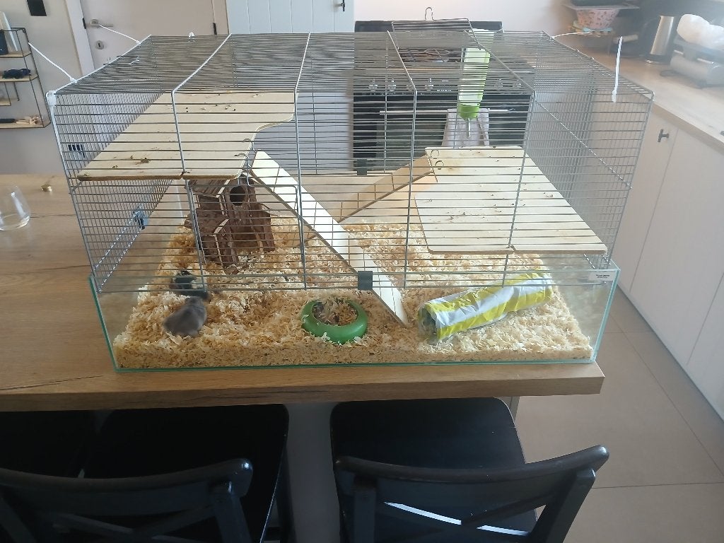 Hamster met kooi, Dieren en Toebehoren, April, Hamster