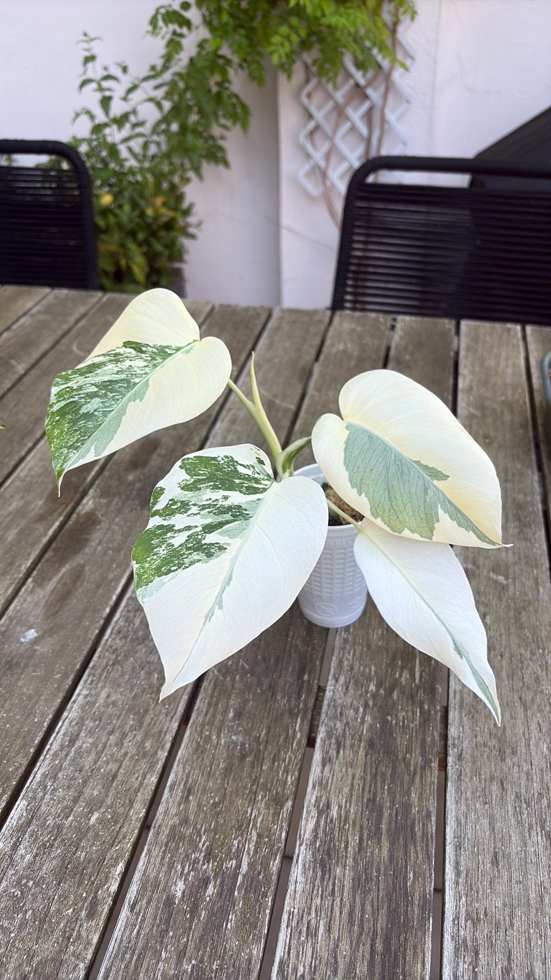 Monstera Deliciosa Albo, Ophalen of Verzenden