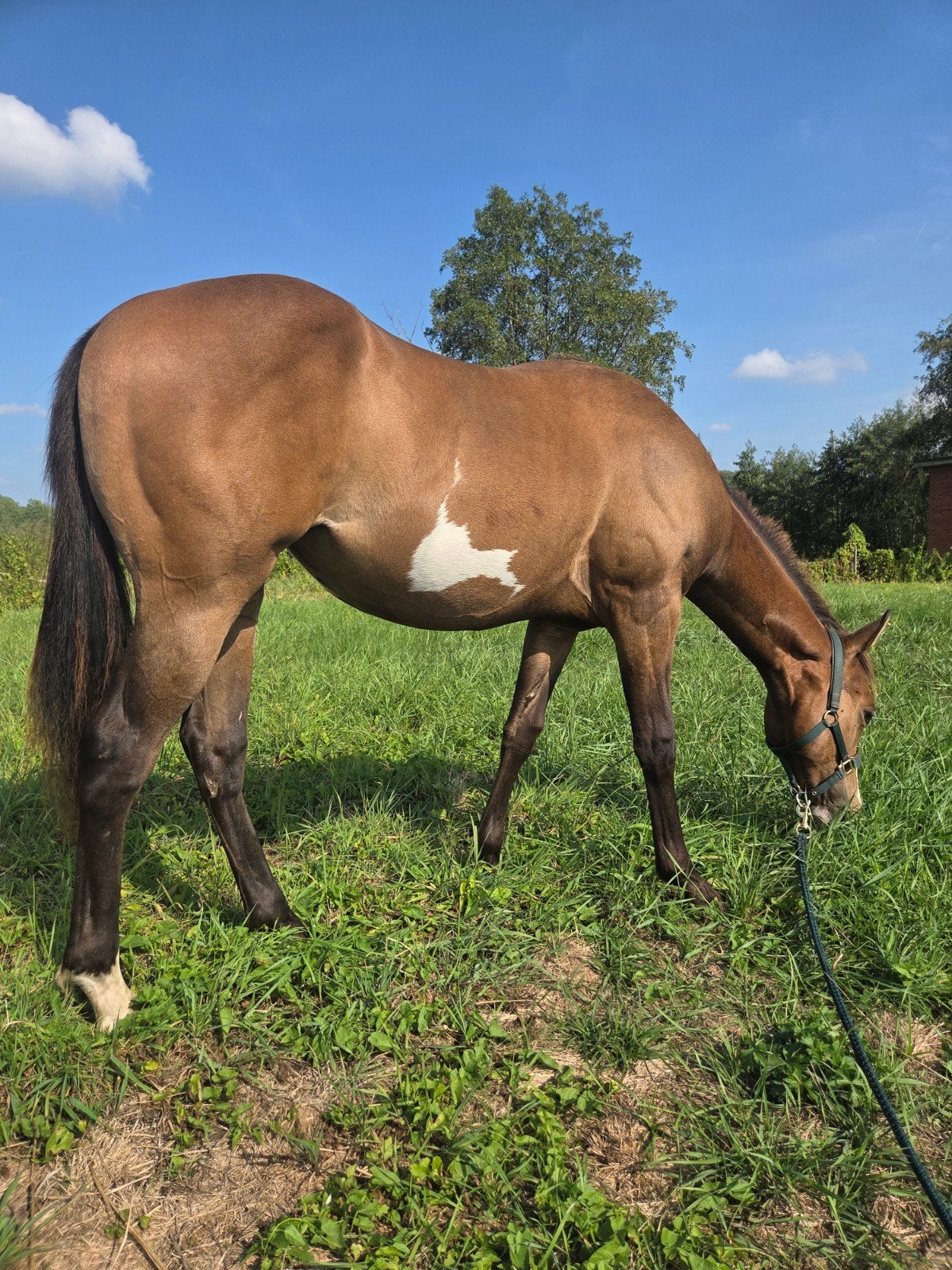 jaarling overo merrie, Dieren en Toebehoren, Paarden, Merrie, Minder dan 160 cm, 0 tot 2 jaar