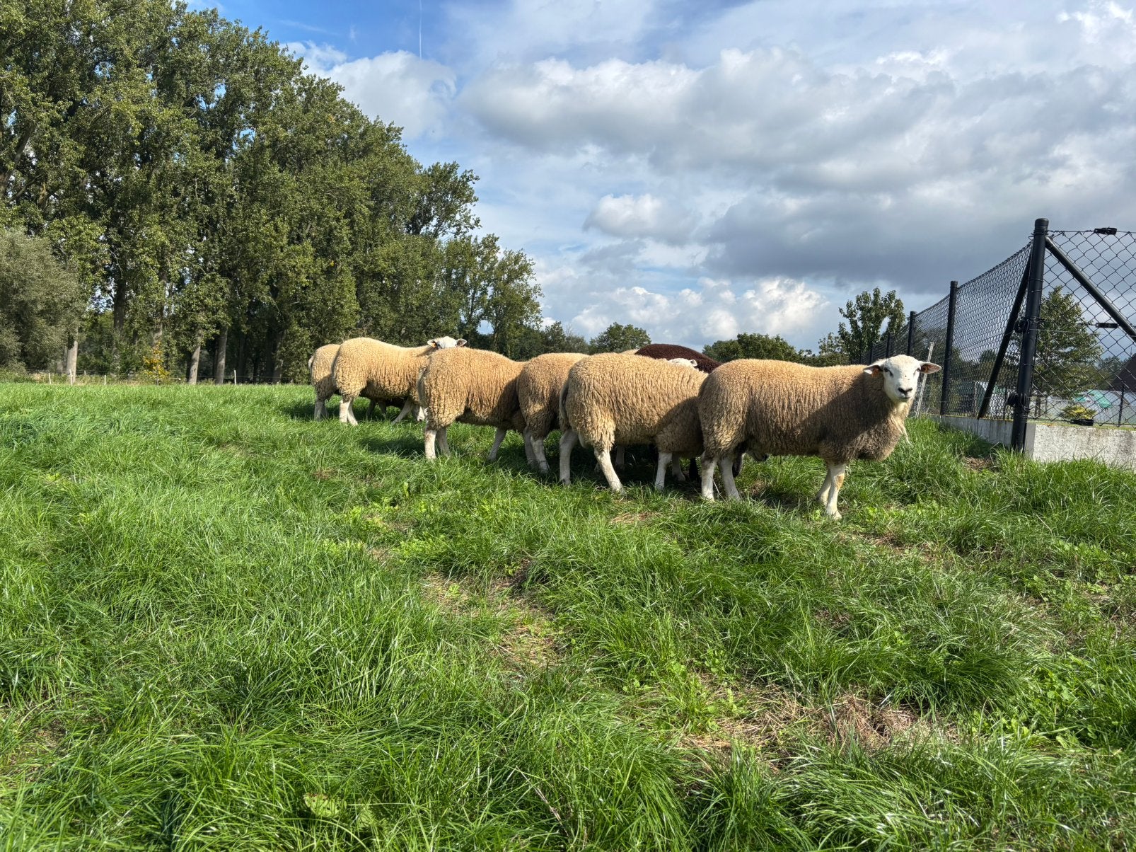 Stamboek swifter bokken, Dieren en Toebehoren, Mannelijk, Schaap, 0 tot 2 jaar