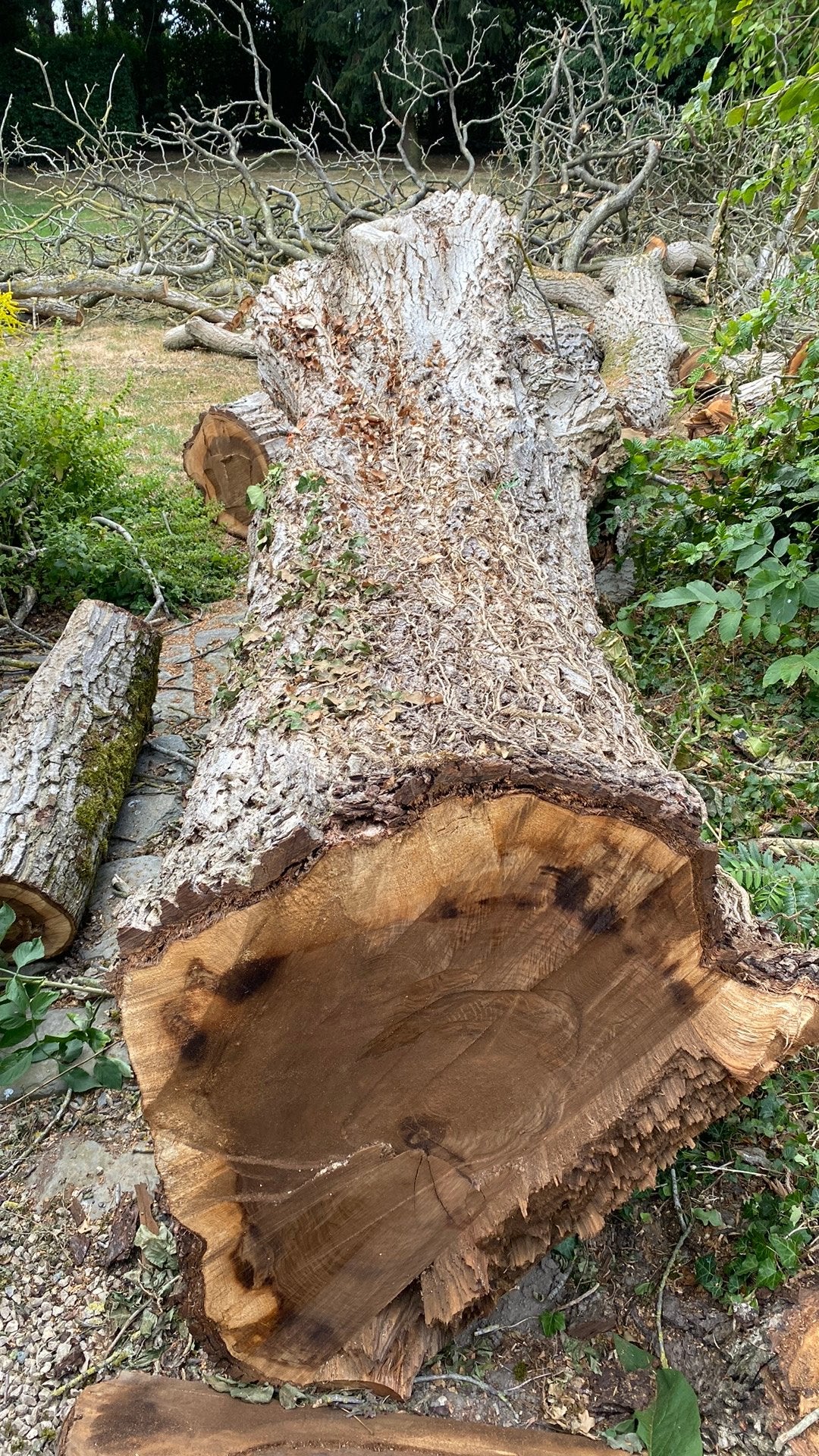 Boomstam notenboom, Ophalen, Overige houtsoorten, Stammen